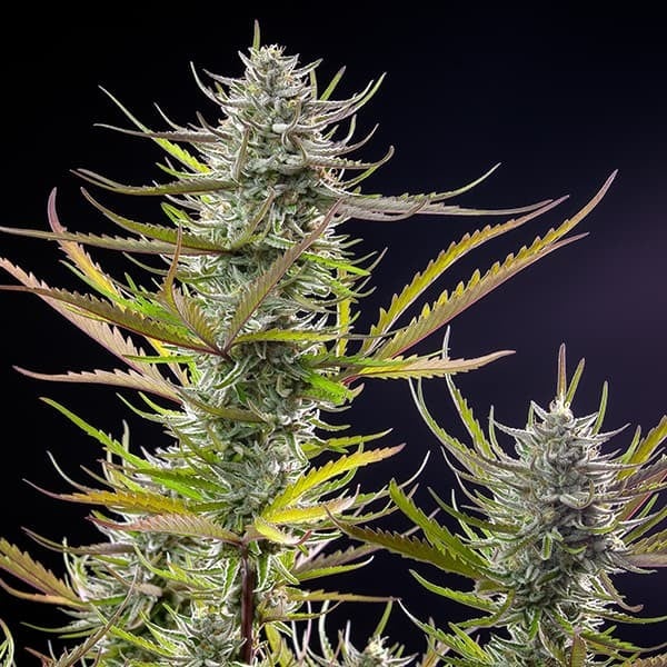 Royal Queen Seeds Seminte de canabis Mimoza feminizate