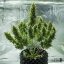 Royal Queen Seeds Seminte de canabis Royal Jack Auto