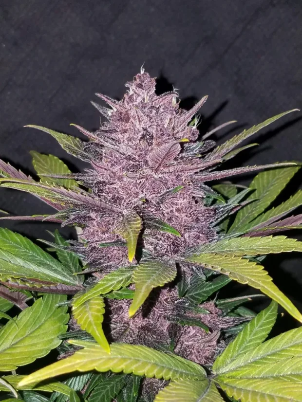 Fast Buds Cannabis Seeds Blackberry Auto