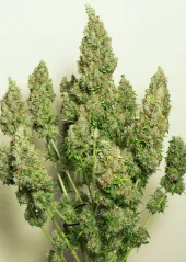 Dutch Passion Seminte de canabis Auto Mazar® Autoflowering