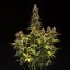 Royal Queen Seeds Cannabisfrön Do-si-dos Auto