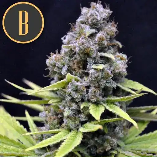 Blimburn Seeds Семена от канабис Critical Auto