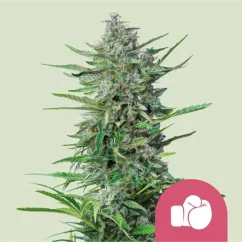 Royal Queen Seeds Sjemenke konoplje Purple Punch feminizirane