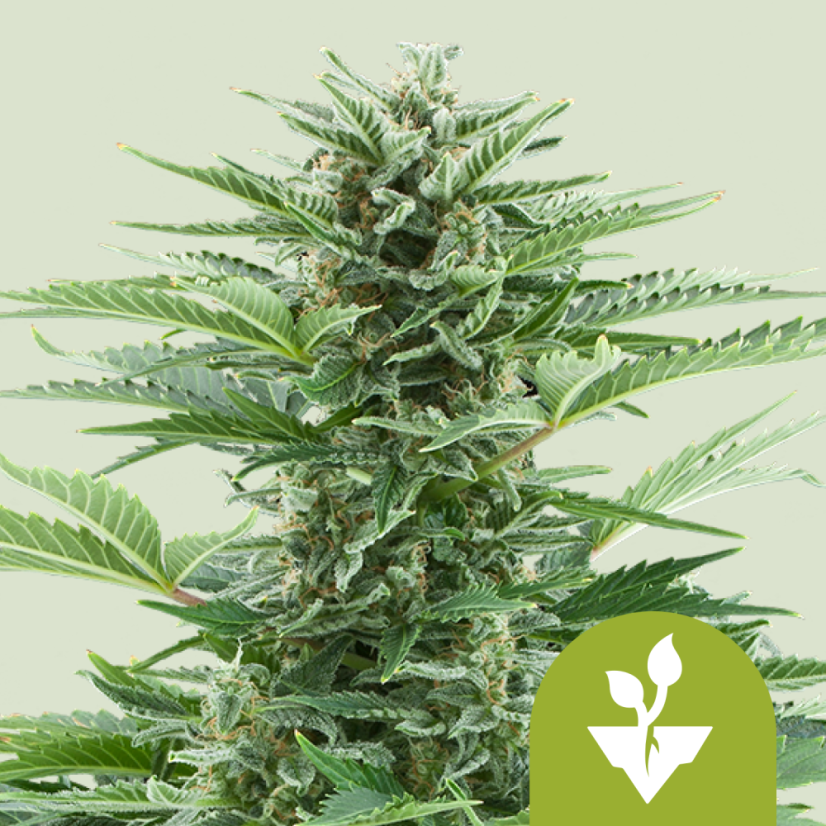 Royal Queen Seeds Seminte de canabis Easy Bud Auto