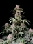 Fast Buds Semi di Cannabis Amnesia Zkittlez Auto