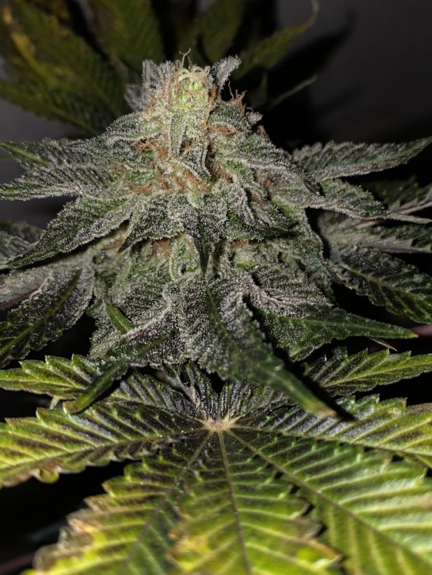 T.H.Seeds™ Semințe de canabis ediție regulată limitată French Kisz, pachet de 11