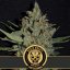 Blimburn Seeds Sjemenke konoplje Santa Muerte Fast Blooming Feminized