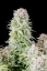 Fast Buds Насіння канабісу Afghan Kush Auto