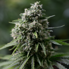 Silent Seeds Classic Cannabis Seeds Critical + 2.0 Feminized