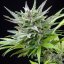 Royal Queen Seeds Seminte de canabis Speedy Chile - Feminizate rapid