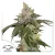 Dutch Passion Kanepiseemned Petrooleum Krash® Feminized