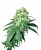 Sensi Seeds Semena konoplje White Rhino Regular by White Label, 10 kos