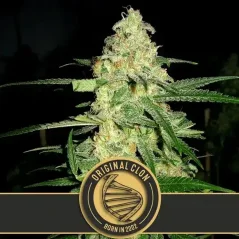 Blimburn Seeds Semillas de Cannabis Clon Original Feminizadas