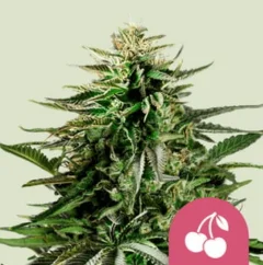 Royal Queen Seeds Κερασόπιτα με σπόρους κάνναβης Feminized