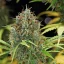 Royal Queen Seeds Semillas de cannabis Amnesia Haze Auto