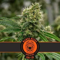 Blimburn Seeds Cannabisfrø Mamba Negra CBD feminiseret