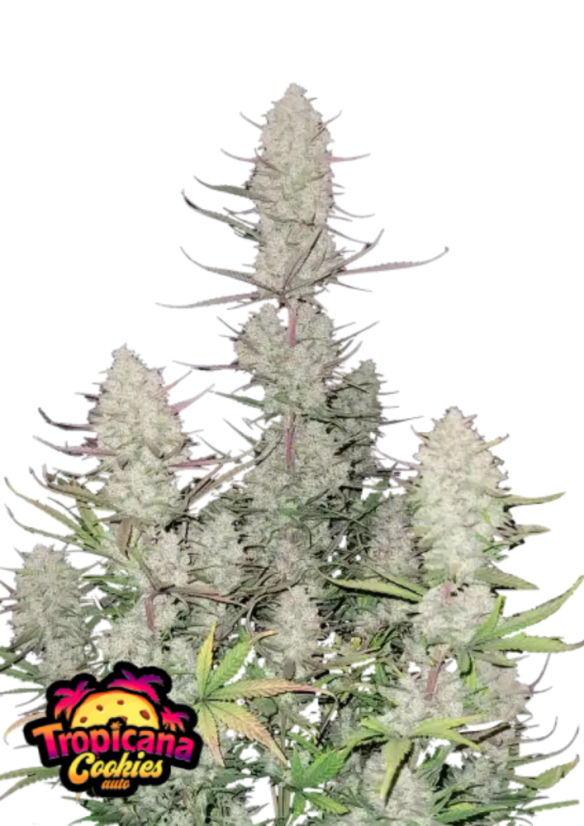 Fast Buds Biji Ganja Kue Tropicana Otomatis