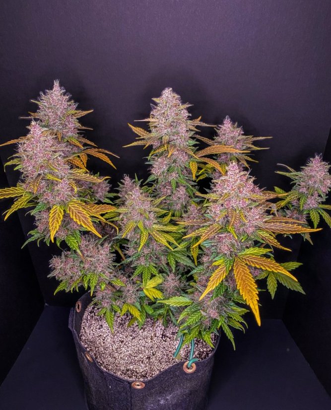 Semințe de Cannabis Fast Buds LSD-25 Auto