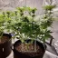 Blimburn Seeds Hanfsamen Girl Scout Cookies Feminisiert