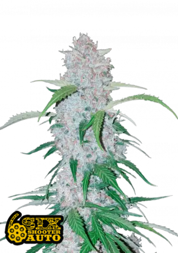 Semințe de Cannabis Fast Buds Six Shooter Auto