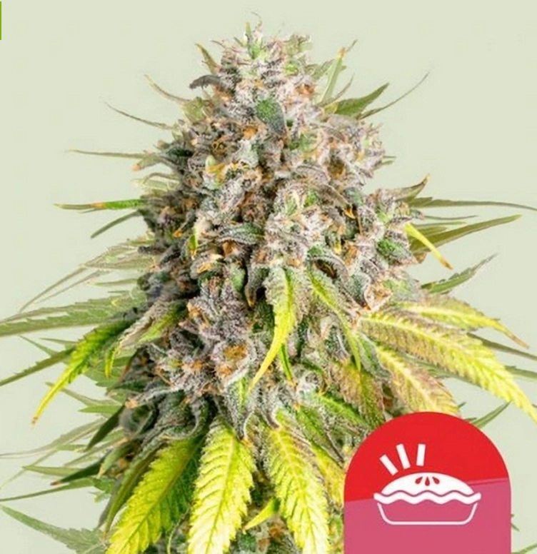 Royal Queen Seeds Cannabis Frø Punch Pie Feminiseret