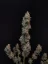 Fast Buds Sjemenke Kanabisa Chemdawg Auto