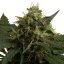 Royal Queen Seeds Semințe de canabis Ice feminizate