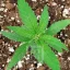 Blimburn Seeds Cannabis Seeds Mamba Negra CBD feminizált