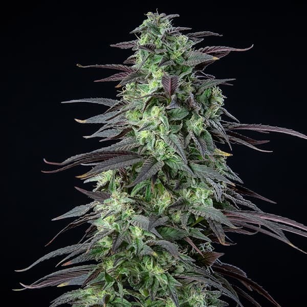 Royal Queen Seeds Seminte de canabis Skunk XL feminizate