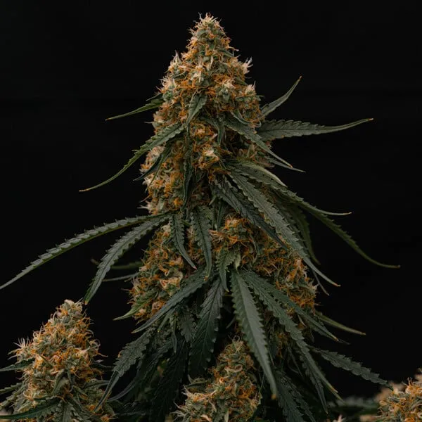 Royal Queen Seeds Semillas de cannabis Gaia F1 Auto