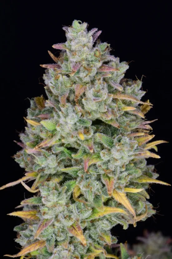 Fast Buds Cannabis Seeds Gelato Auto