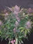 Fast Buds Semena Konoplje Blackberry Auto