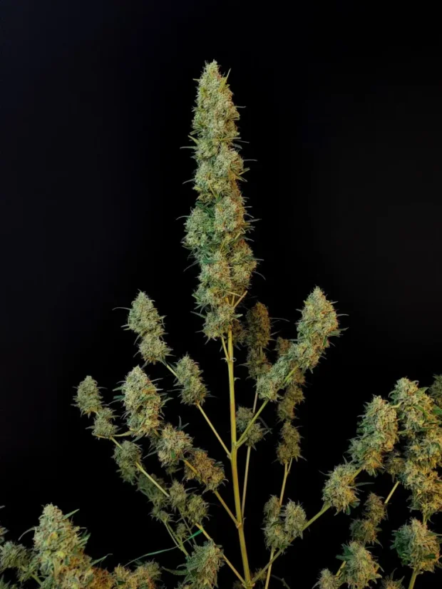 Fast Buds Насіння канабісу Jack Herer Auto