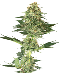Sensi Seeds Cannabis Seeds Banana Kush Feminized by White Label, 3-10 db