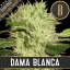 Blimburn Seeds Kanapių sėklos Dama Blanca feminizuotas