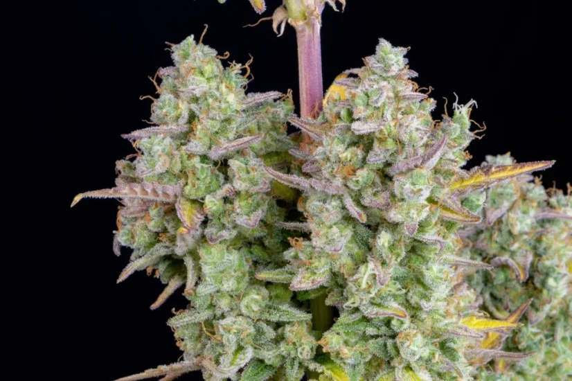 Fast Buds Semi di Cannabis Wedding Cheesecake Auto