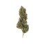 Royal Queen Seeds Cannabis Seeds Painkiller XL Feminiseret (Høj CBD)