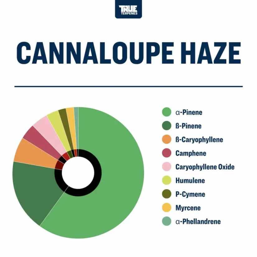True Terpenes Cannaloupe Haze infusé d'arômes (5 ml - 960 ml)