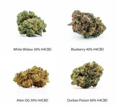 H4CBD-Blumen-Probenset – White Widow 30 % H4CBD, Blueberry 40 % H4CBD, Alien OG 50 % H4CBD, Durban Poison 60 % H4CBD, 4 x 1 g