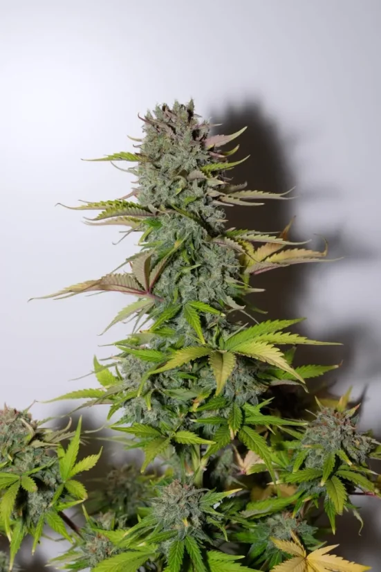 Fast Buds Cannabis Seeds G14 Auto