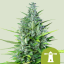 Royal Queen Seeds Seminte de canabis Royal Haze Auto