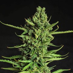 Doctor´s Choice Seeds Devotchka Auto Feminizate