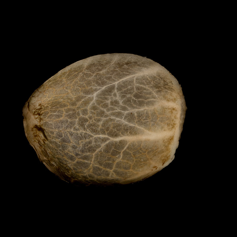 Silent Seeds Seminte de Cannabis Critical + 2.0 Auto Feminizate