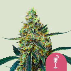 Royal Queen Seeds Cannabis Seeds Mimosa Feminized