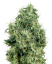 Sensi Seeds Semințe de canabis White Gold feminizate cu White Label, 3-10 buc.