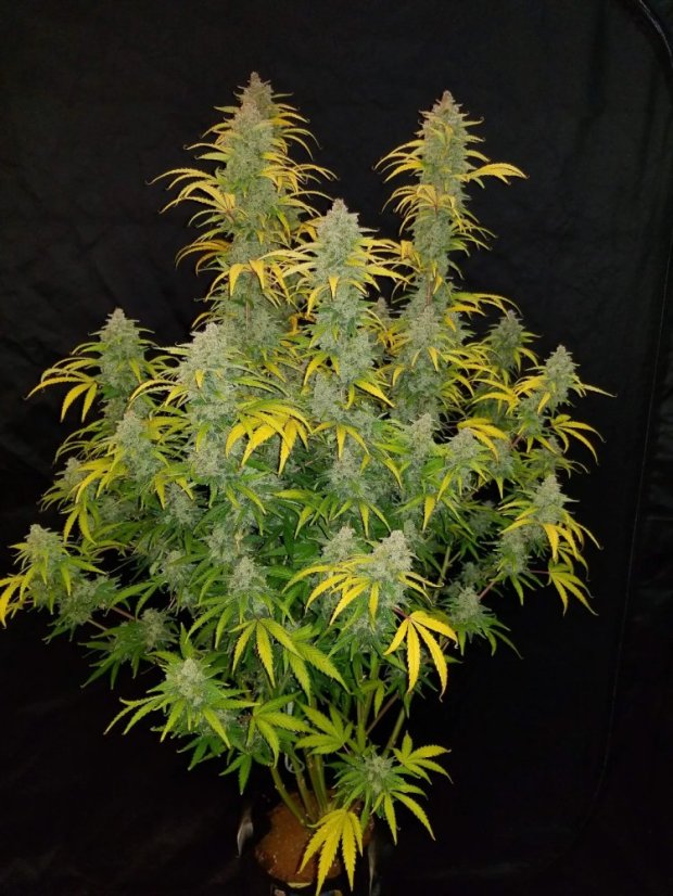 Fast Buds Biji Ganja Blue Dream Auto