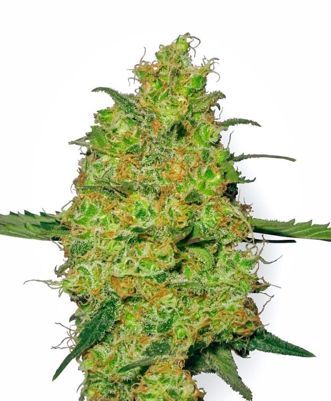 Sensi Seeds Graines de cannabis Master Kush Regular de White Label, 10 pcs