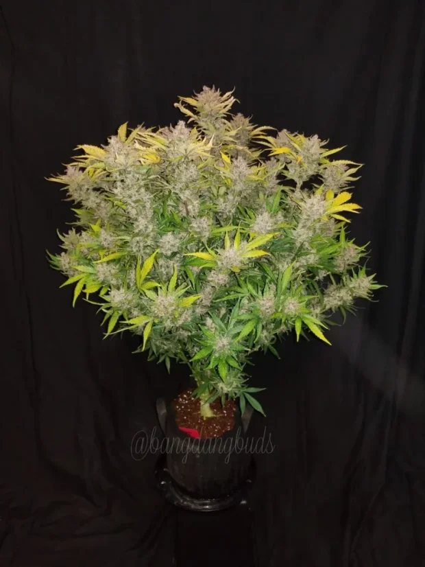Fast Buds Sjemenke konoplje C4 Auto