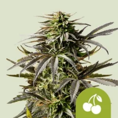 Royal Queen Seeds Seminte de canabis Cherry Pie Auto