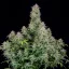 Fast Buds Semi di Cannabis Forbidden Runtz Auto